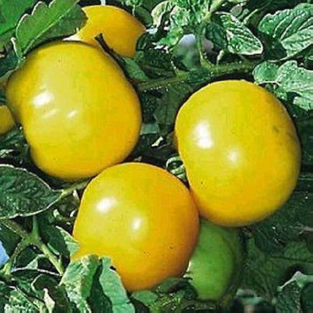 Tomato Oblate Yellow  Vegetable Seeds