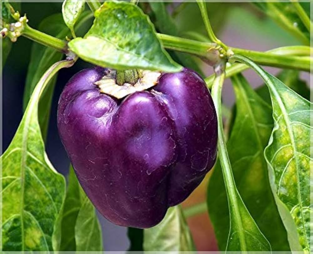 Capsicum- Purple Beauty