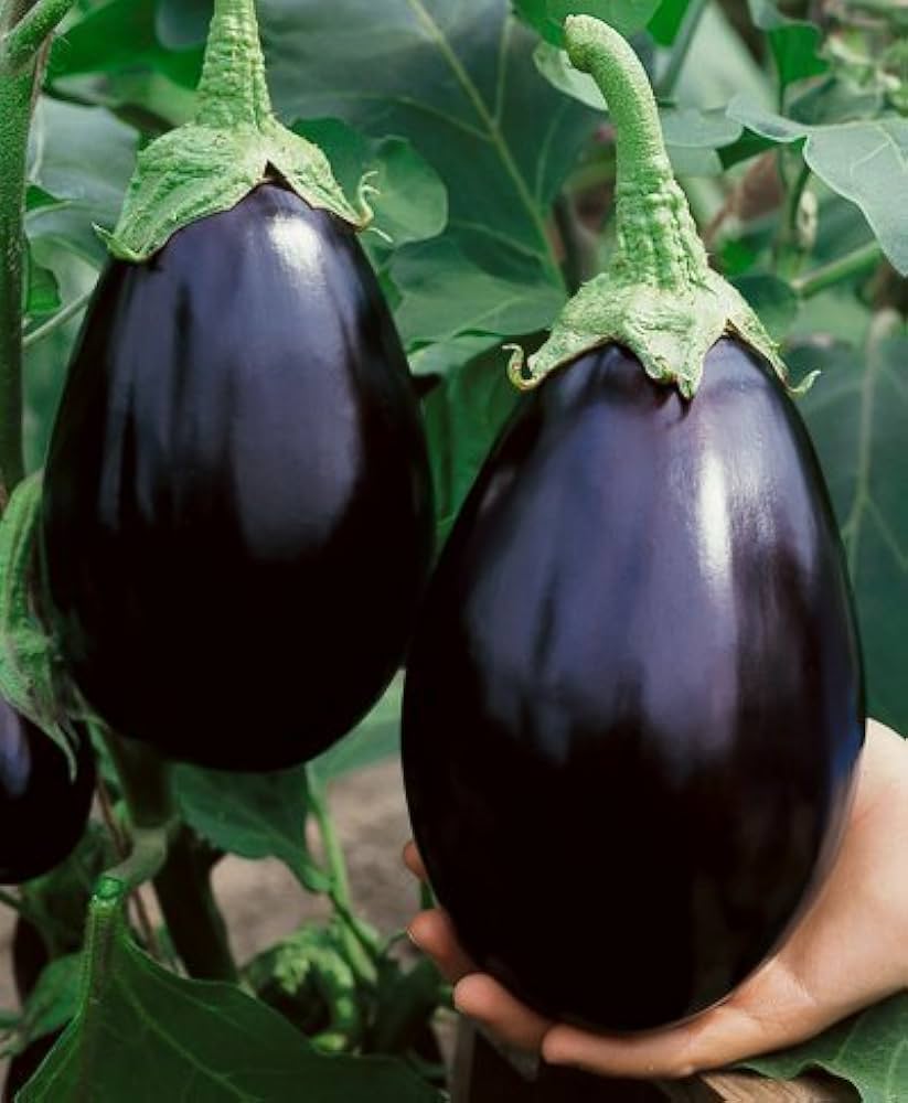 Black Beauty Organic Eggplant Seeds