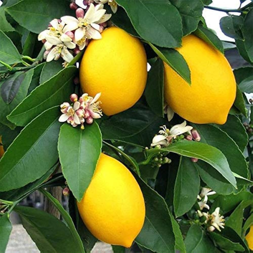 Citrus Galgal, Nimboo - Seeds