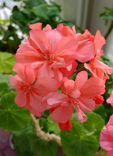 Geranium Seeds Home Garden