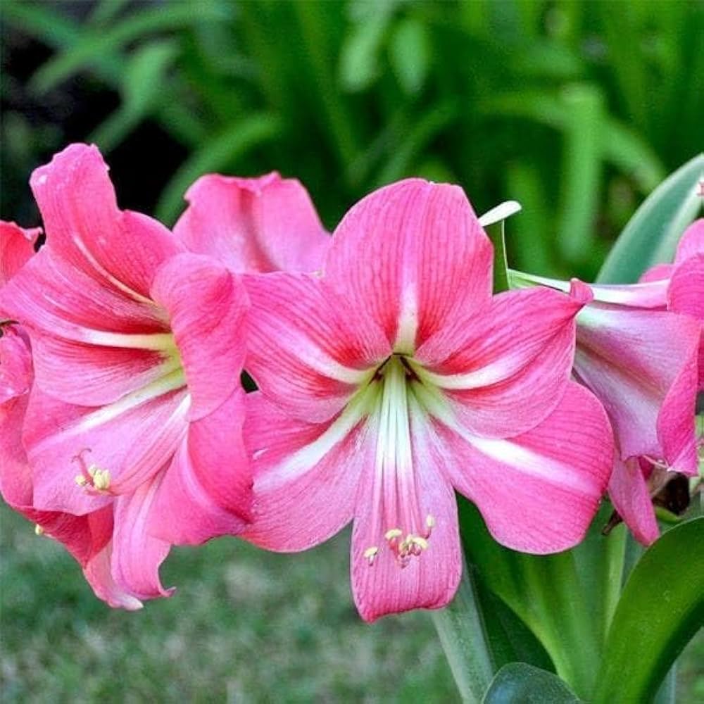 Amaryllis Lily Pink Bulb