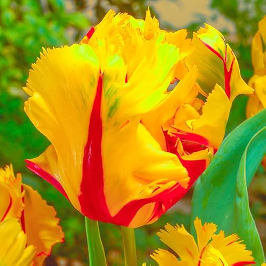 Texas Flame Tulip Seeds