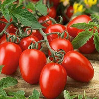 Tomato Roma Organic Vegetable Seeds