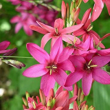 Ixia Panorama Pink Bulb