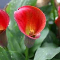 Arum Lily Red Bulbs