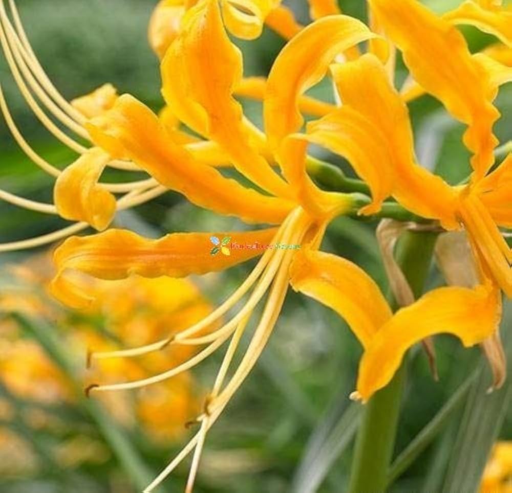 Golden Spider Lily Lycoris Aurea Yellow Bulb