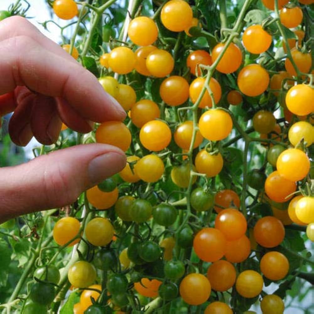 Tomato- Yellow Currant