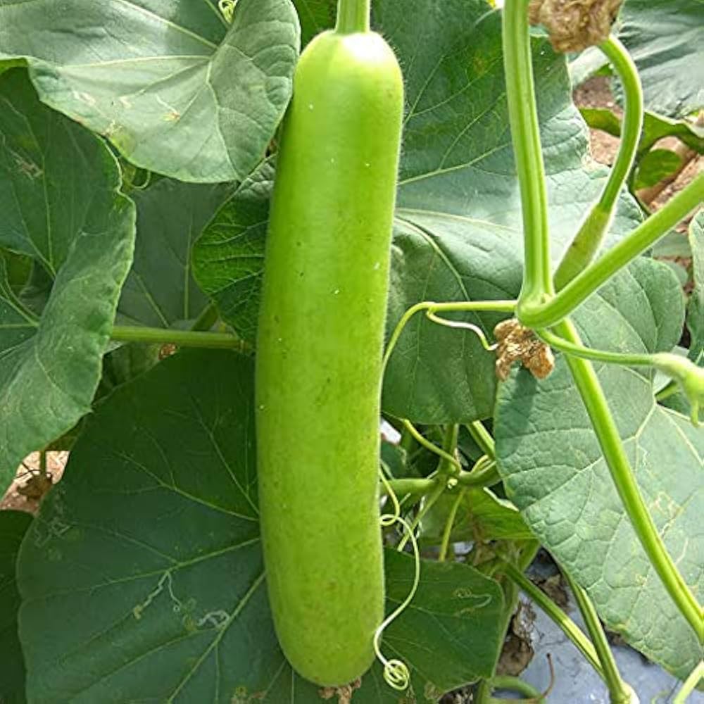 Bottle Gourd Vegetable Seeds