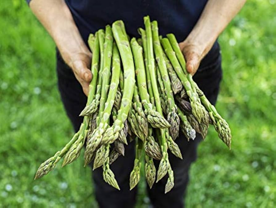 Asparagus Vegetable Seeds