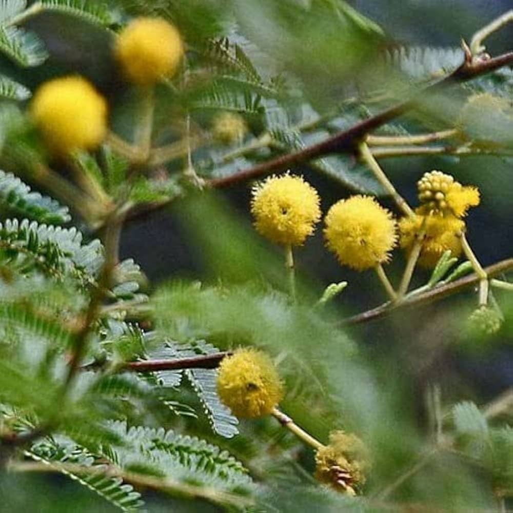 Hardy Acacia Nilotica Babul Seeds