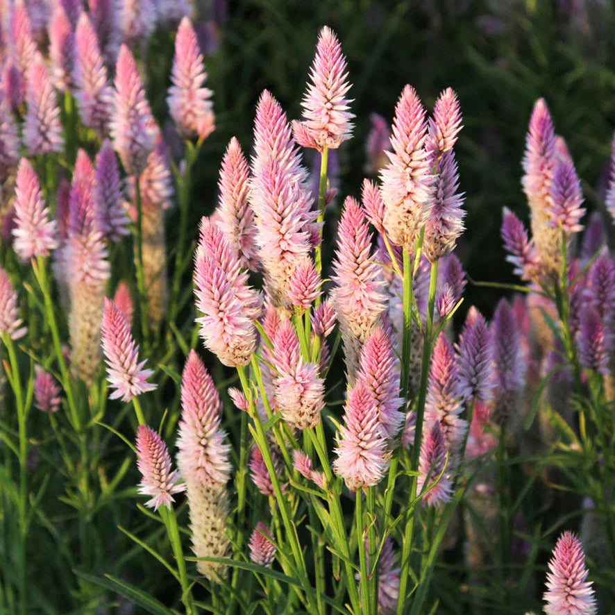 Flamingo Feather – Celosia Seed