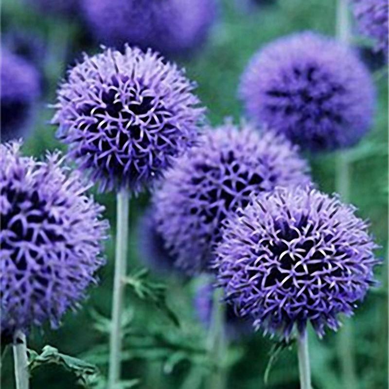 Giant Onion Allium Giganteum Plants Colorful Flower Seeds