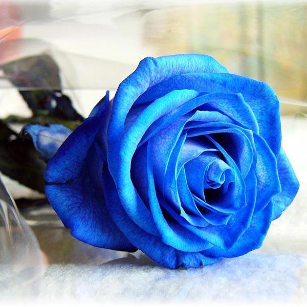 Blue Rose Seeds Blue Lover Rose Seeds DIY Home Garden Dec Bonsai