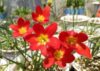 Zephyranthes Lily Rain Lily Red Bulbs