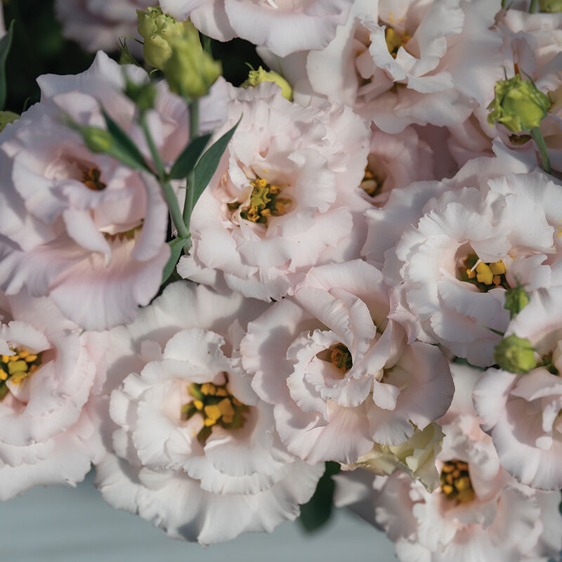 Corelli II Pink Lisianthus Seed