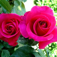 All My Loving Hybrid Tea Rose