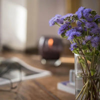 Ageratum Aloha Blue Seeds