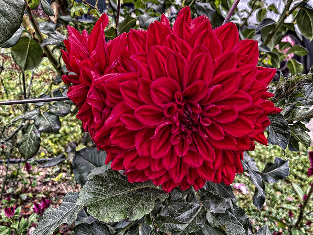 Winkie Colonel Super Size Dahlia