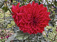 Winkie Colonel Super Size Dahlia