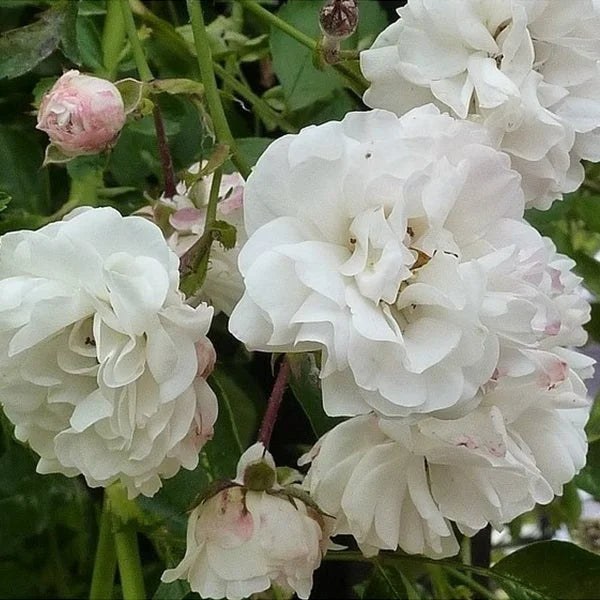 White Climbing Rose Seeds