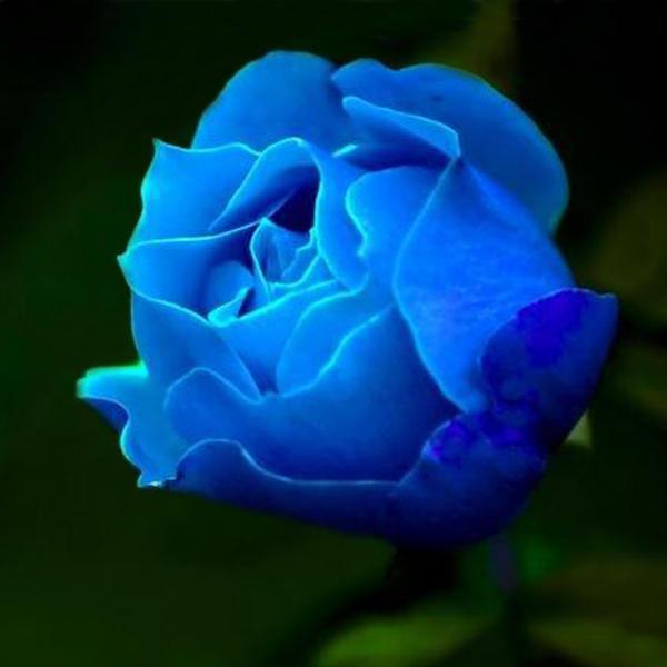 Blue Rose Seeds Blue Lover Rose Seeds DIY Home Garden Dec Bonsai