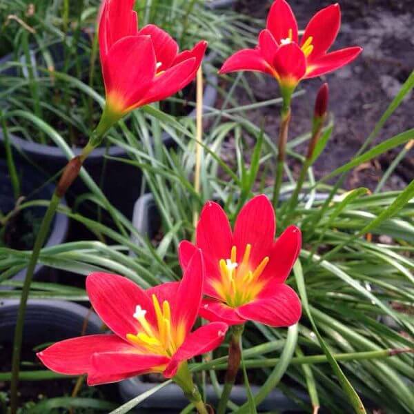 Zephyranthes Lily Rain Lily Red Bulbs