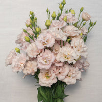 Corelli II Pink Lisianthus Seed