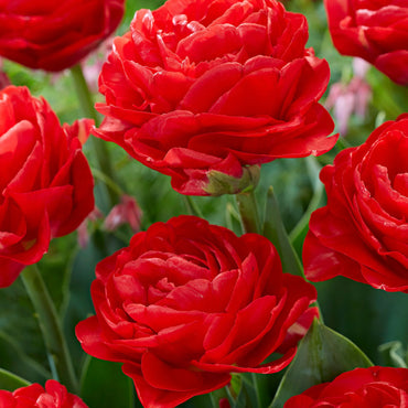 Tulip Pamplona Red Bulb