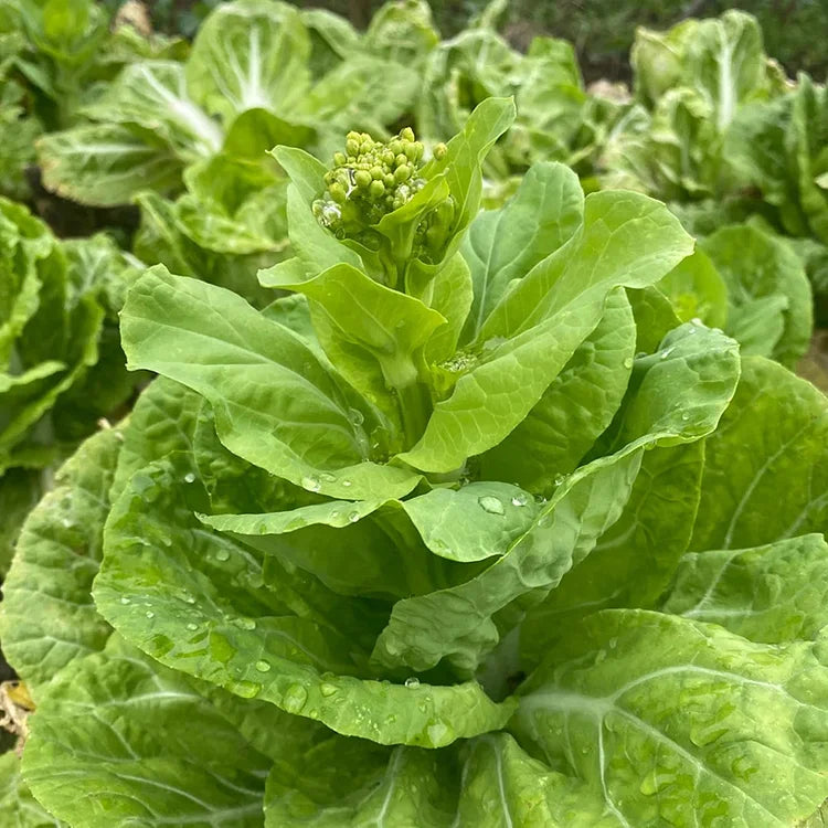 Bok Choy Greens Seeds