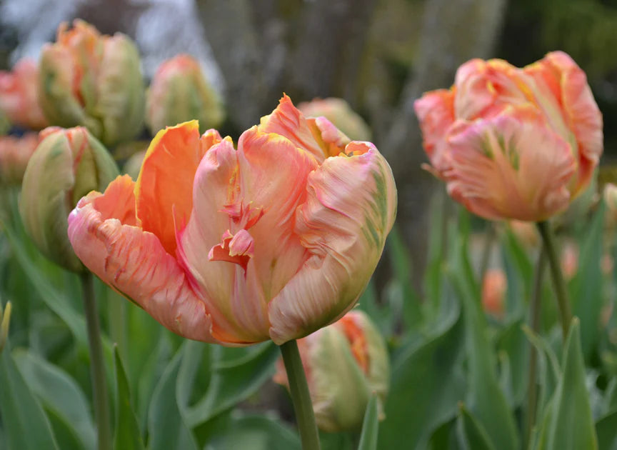 Tulip Salmon Parrot Pink Bulbs