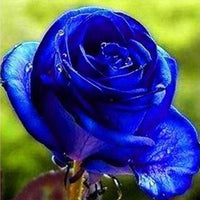 Blue Rose Seeds Blue Lover Rose Seeds DIY Home Garden Dec Bonsai