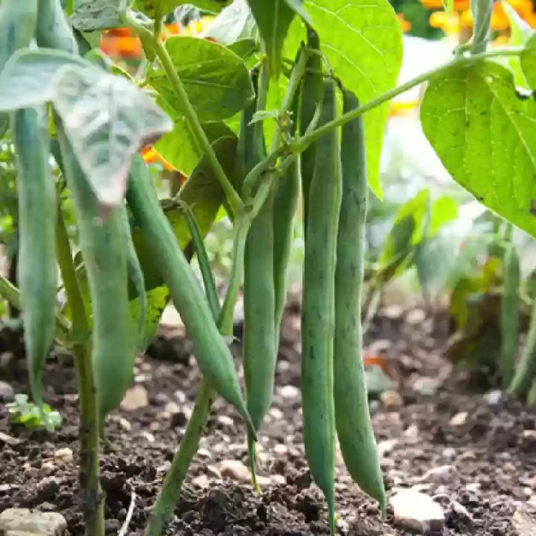 Autumn purple bean pot becomes seeds organic vegetable seeds