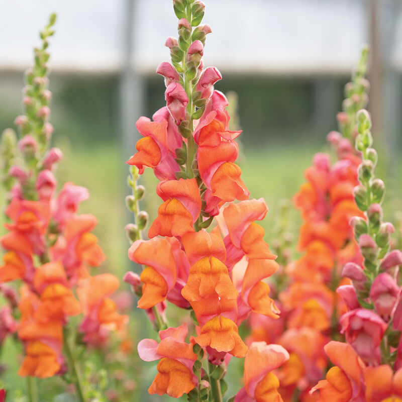 Avignon Deep Orange II – Snapdragon Seed