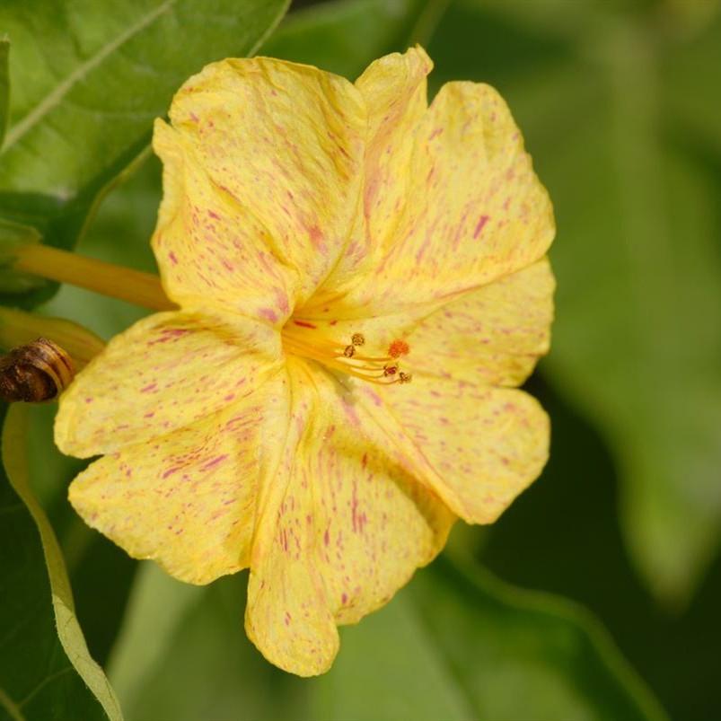 Margarita Carolina yellow Jessamine