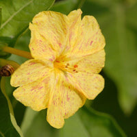 Margarita Carolina yellow Jessamine