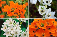 Chincherinchee Praxis Bulbs