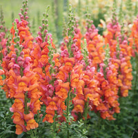 Avignon Deep Orange II – Snapdragon Seed