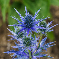 Big Blue Sea Holly