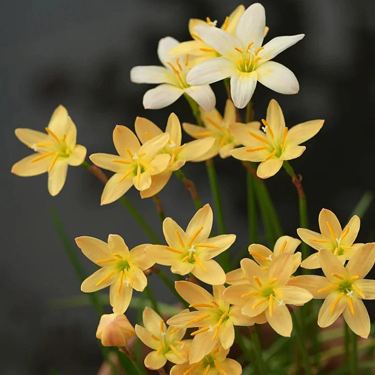 Zephyranthes Flower Seeds