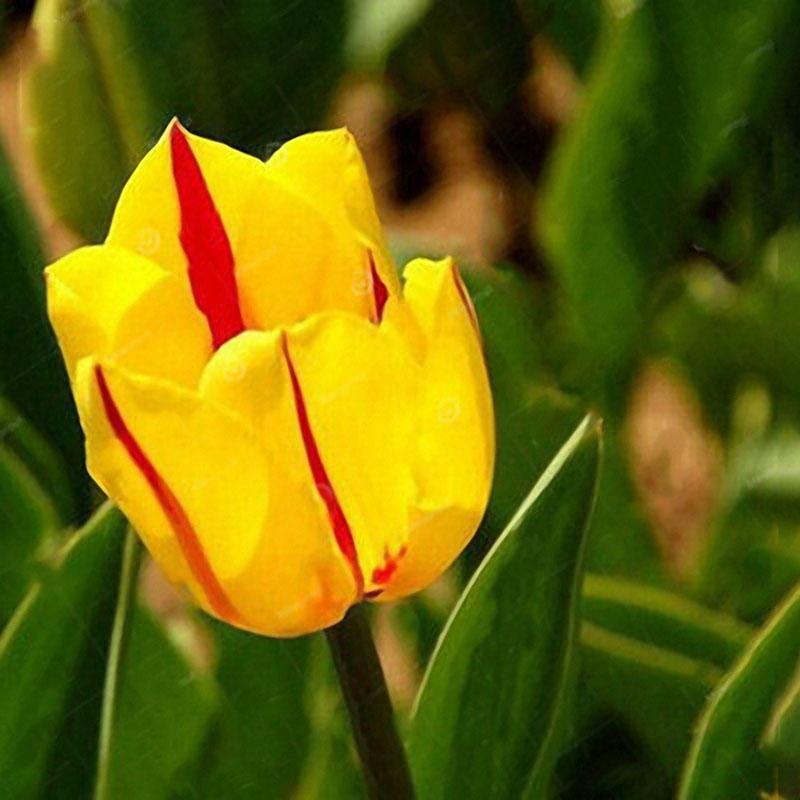 Perennial Perfume Tulip Seed Mixed Color Tulip Flower Bonsai See