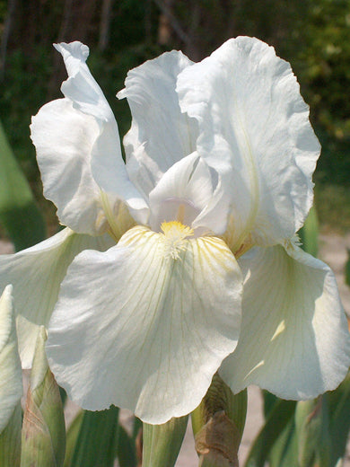 Iris Germanica White Magic Bulbs