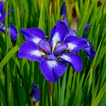 I See Stars Siberian Iris