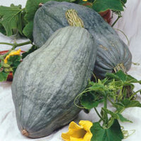 Blue Hubbard – Organic Hubbard Squash Seed