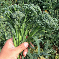 BC1611 – Sprouting Broccoli Seeds