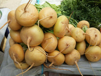 Radish- Zlata Yellow