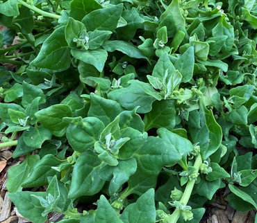 Warrigal Greens