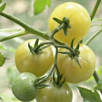 White Cherry – Organic Tomato Seed