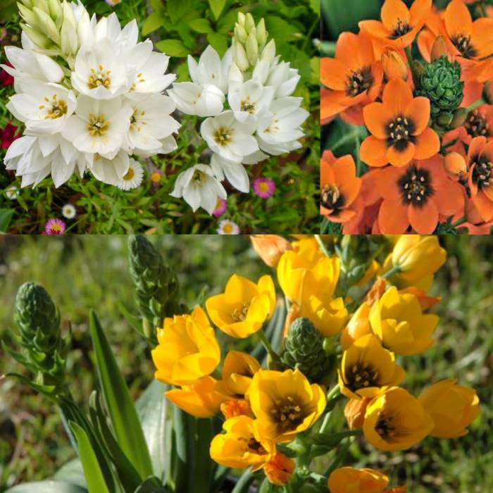 Chincherinchee Praxis Bulbs