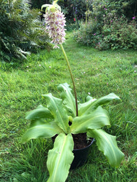 Bicolor Pineapple Lily